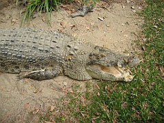 103 Port Douglas Wildlife Habitat